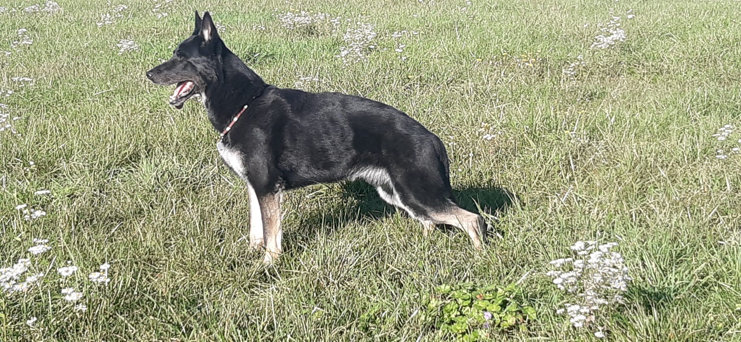 image d'un chien dans une prairie fin de vie de nos animaux