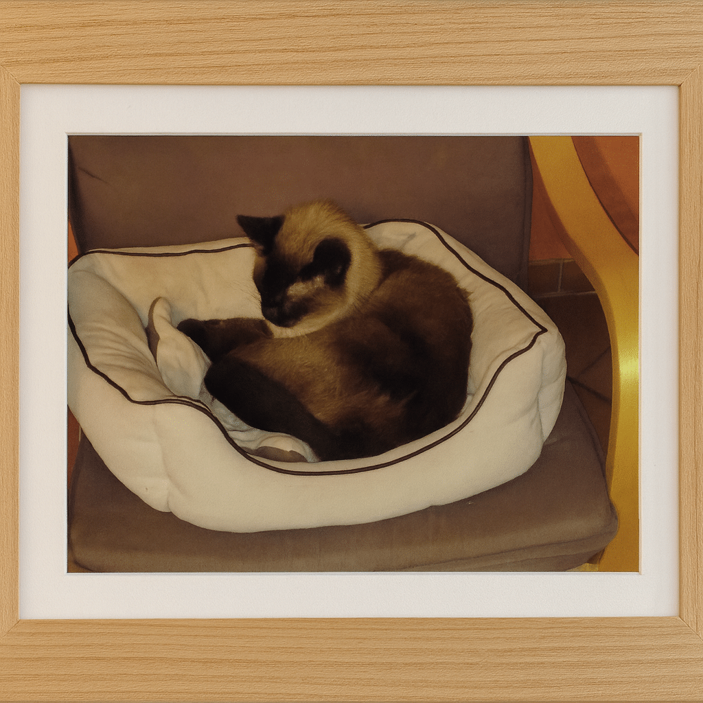 photo illustrant Communication animale et deuil 